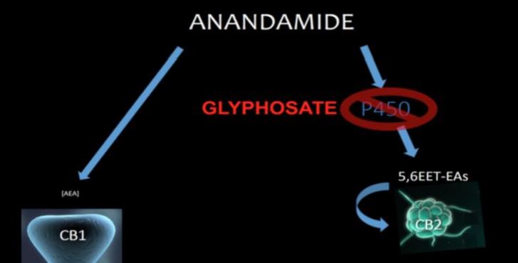16. ábra – Grafikus szemléltetése, hogyan kellene az anandaminnak a mikrogliák CB2 receptorához kapcsolódnia s aktiválnia az M2-es gyulladáscsökkentő forma kialakulását s ebben a folyamatban hol helyezkedne el a (glifozát által gátolt!) P450 enzim.