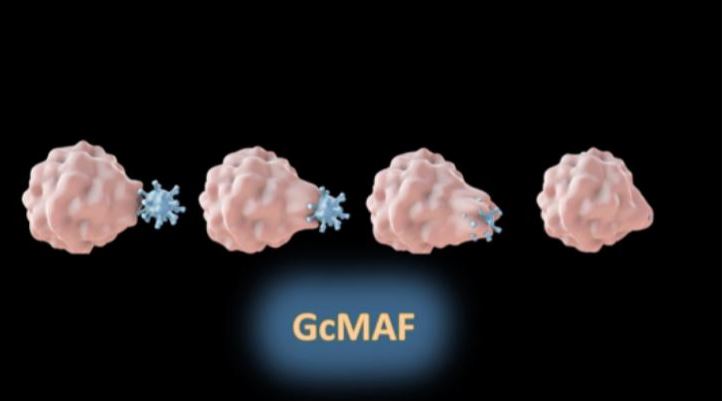 14. ábra – ahogyan a mikrogliák a központi idegrendszerben, a 'perifériában' a GcMAF kebelezi be az idegen szennyező részecskéket