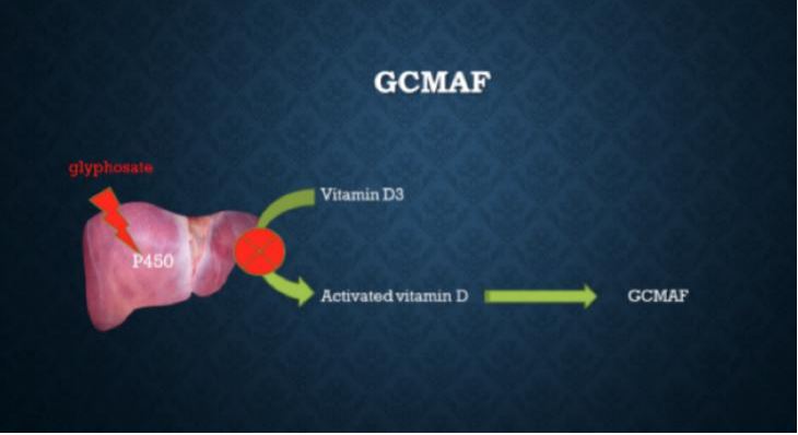 15. ábra – Hogyan képződik GcMAF a májban P450 enzim segítségével, illetve ez hogyan nem történik meg glifozát jelenlétében amely gátolja a P450-es enzimet
