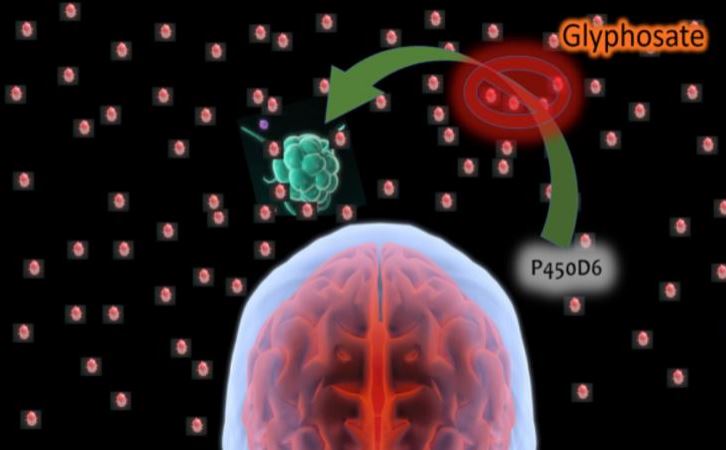 18. ábra – A glifozát képes a gyulladást fenntartani és gátolni az agy természetes védelmét