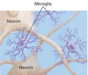 2. kép – Mikrogliák mint apró szemek az agyban