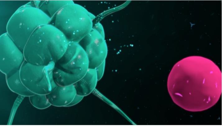 5. ábra – Mikroglia egy baktérium külső antigénjeivel való találkozás előtt