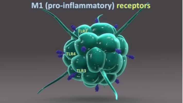 10.a ábra – Mikrogliák gyulladásfokozó receptorai: TLR2, TLR3, TLR4